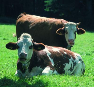 Kann ein Stier rot sehen? (Kühe)