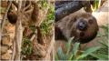 Zwei Faultiere im Bioparc von Fuengirola.