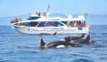 Orcas bei der Straße von Gibraltar.